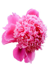pink peony flower isolated on white