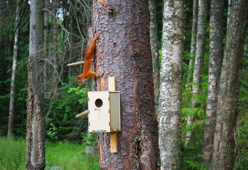 Squirrel feeds in the forest