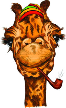 rastaman giraffe portrait funny Smoking a marijuana pipe on a background of hemp leaves vector illustration print