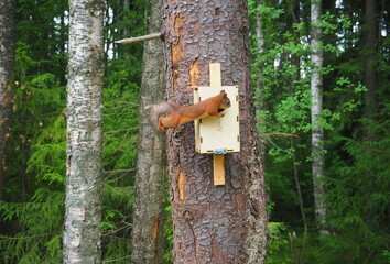 Squirrel feeds in the forest