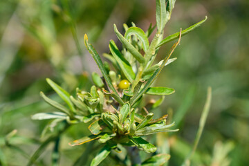 Sea-buckthorn in the middle of summer at an altitude of 1800 meters