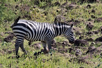 Plain Zebra / Equus quagga / in Nechisar National Park. South Ethiopia. Africa.