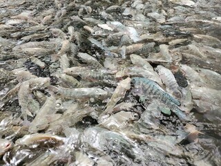 Tilapia fish swimming in a fish farm