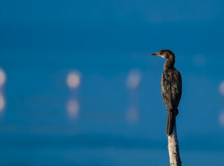 bird on a branch