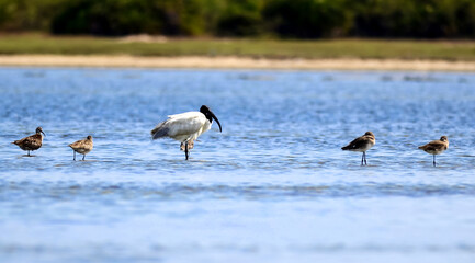 geese on the lake