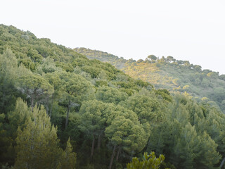 forest in the mountains