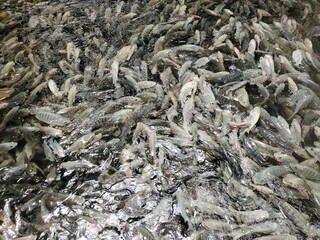 Tank of tilapia fish