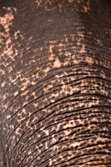 Elephant skin details