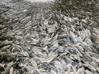 Tank of tilapia fish