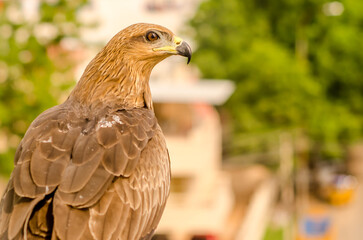 red tailed hawk