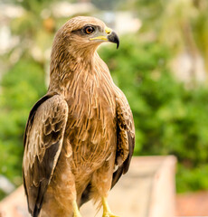 red tailed hawk