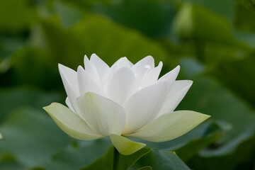 蓮の花　埼玉県行田市　日本