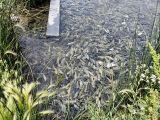 Tank of tilapia fish