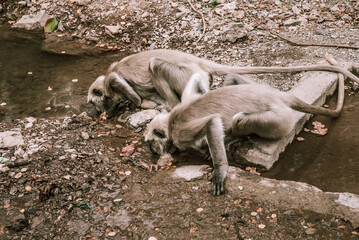 large gray monkeys with long tails drink water by the stream