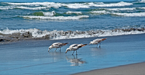 This nature image shows three seagulls eating at the ocean's sandy shore with good sized waves in the background.  Horizontal with no people in the shot.