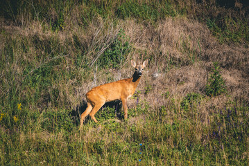 Naklejka na ściany i meble A young deer runs through the grass