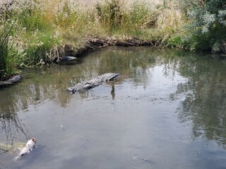 Large alligator swimming in the water