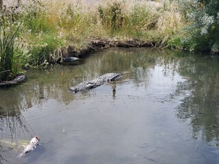 Large alligator swimming in the water