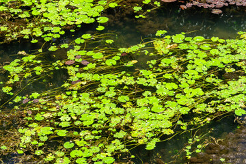 lotus leaf on the river at Kanchanaburi