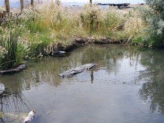 Large alligator swimming in the water