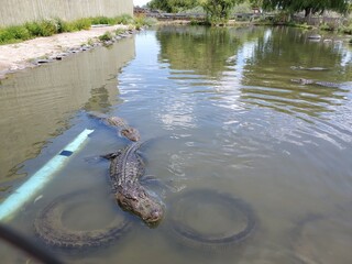 Hungry alligators in a small pond