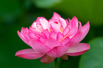 Obraz premium 蓮の花 埼玉県行田市 日本