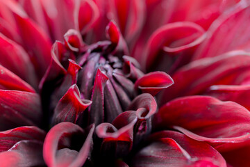 red dahlia flower close up