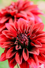 red dahlia flowers in garden