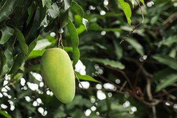 Green mango fruit hanging on tree
