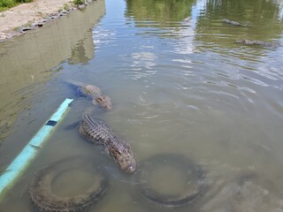 Hungry alligators in a small pond