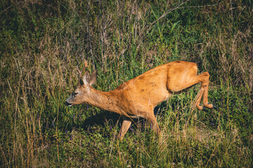 A young deer runs through the grass