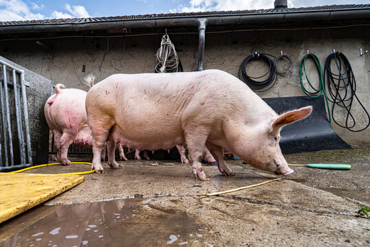 Schweinehaltung - waschen der Sauen  vor dem Umtrieb zur Abferkelung.