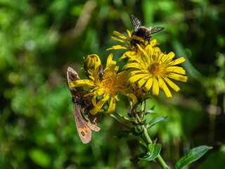 A close up of a flower. High quality photo