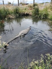 Large alligator swimming in the water
