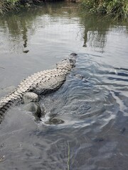 Large alligator swimming in the water