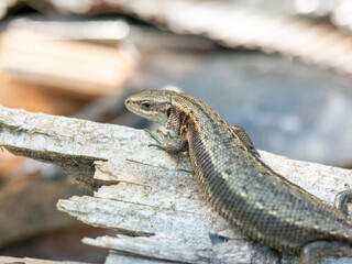 Lizard on the Board. Reptile in the yard.