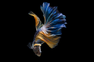 Fototapeta na wymiar Rhythmic of Betta fish, siamese fighting fish betta splendens (Halfmoon fancy blue-yellow betta ),isolated on black background.