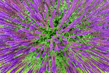 lavender top view in Moscow Park