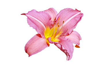 pink lily isolated on white