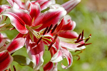 pink and white lily flower is garden