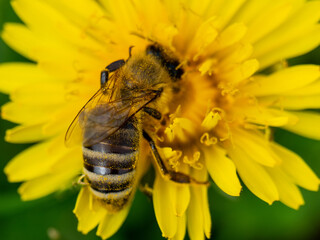 A bee on a dandelion. Pollination of a yellow flower.