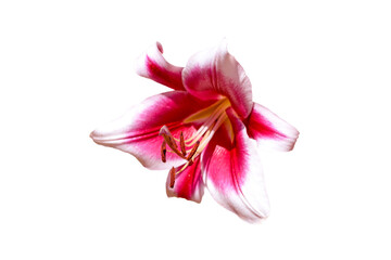 pink lily isolated on white