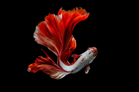 Rhythmic of Betta fish, siamese fighting fish betta splendens (Halfmoon Red Dragon betta ),isolated on black background.