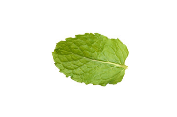 Fresh mint leaf