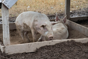 Fototapeta premium Porc salle