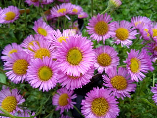 Erigeron glaucus 'Sea Breeze'