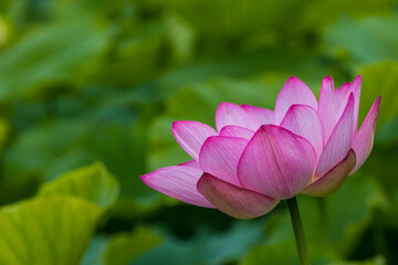 Obraz premium 蓮の花 埼玉県行田市 日本