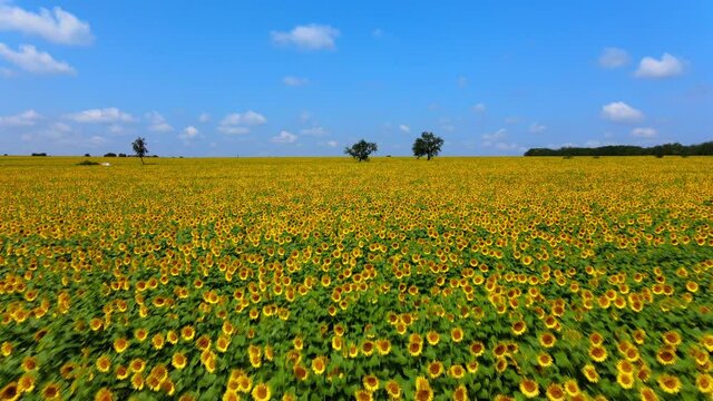Flying closely to a colorful sunflowers field then ascending revealing the huge field, cars passing on a road near Dobrich, Bulgaria