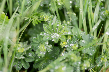 After the rain. Raindrops on the green leaf. Natural background