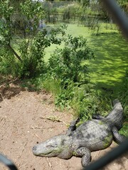 Alligator next to green bushes